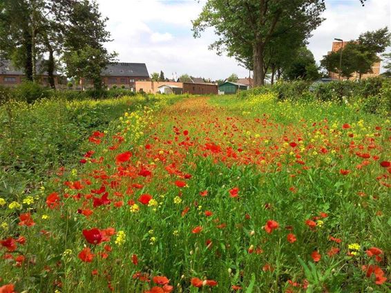 In Beringse velden bloeien de klaprozen - Beringen