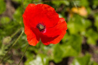 In Beringse velden bloeien de klaprozen - Beringen