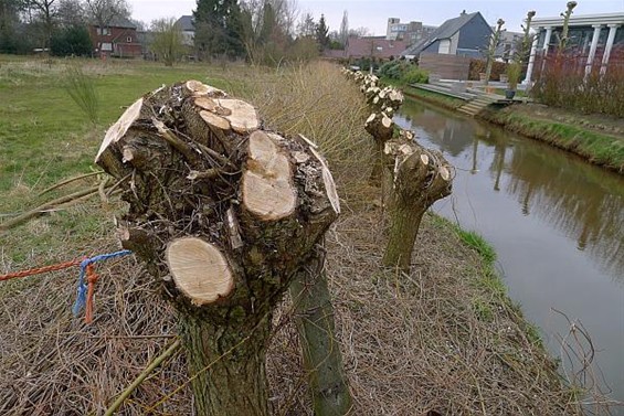 In de lente worden de wilgen geknot... - Neerpelt