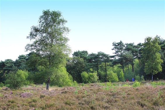 In de stille Kempen - Lommel