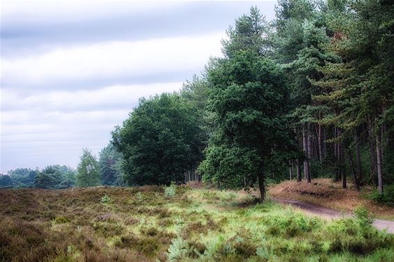 In de stille Kempen... - Lommel