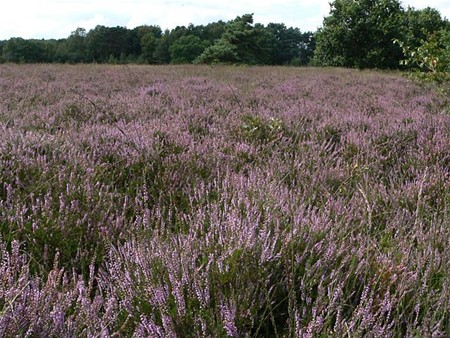 In de stille Kempen... - Hamont-Achel & Pelt