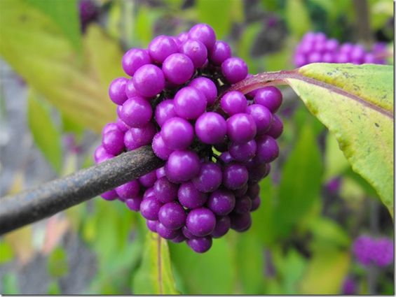 In de tuin: Callicarpa - Hechtel-Eksel