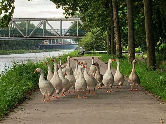 In ganzenpas naar de passantenhaven... - Pelt