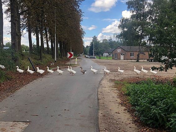 In ganzenpas naar het kanaal - Pelt