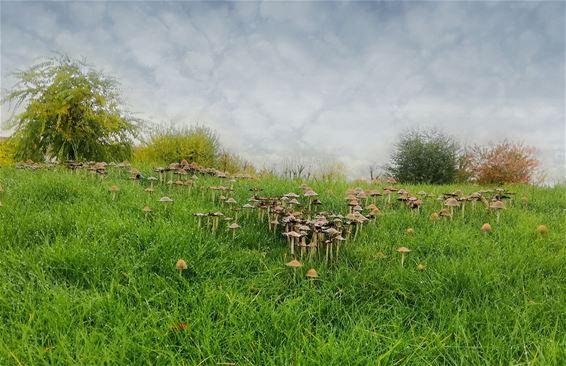 In het Astridpark - Lommel