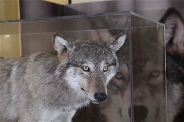 In het spoor van de wolf - Beringen