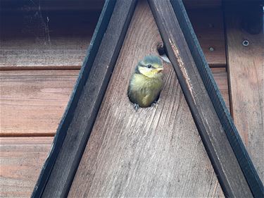 In mei leggen alle vogels een ei - Beringen