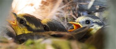 In mei leggen alle vogels een ei... - Beringen