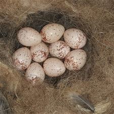 In mei legt iedere vogel een ei - Lommel