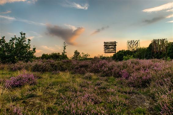 In 't Plat bloeit de heide - Overpelt