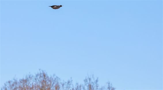 In volle vlucht - Pelt