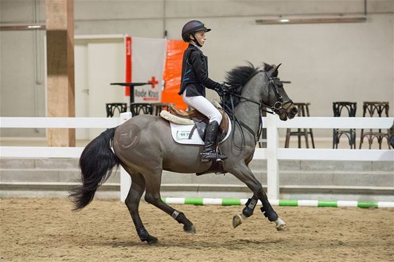 Indoor springtornooi voor pony's (en hun ruiter) - Bocholt