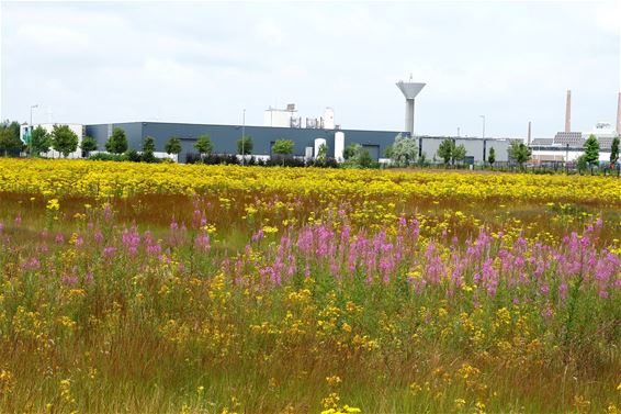 Industrie en ecologie - Lommel