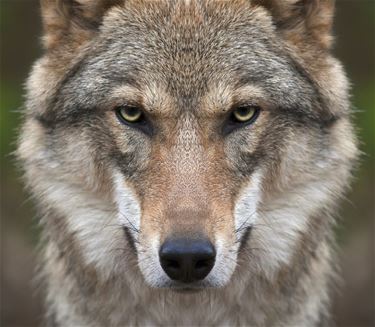 Infoavond: dieren beschermen tegen de wolf - Pelt