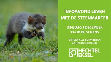 Infoavond 'Leven met de steenmarter' - Hechtel-Eksel