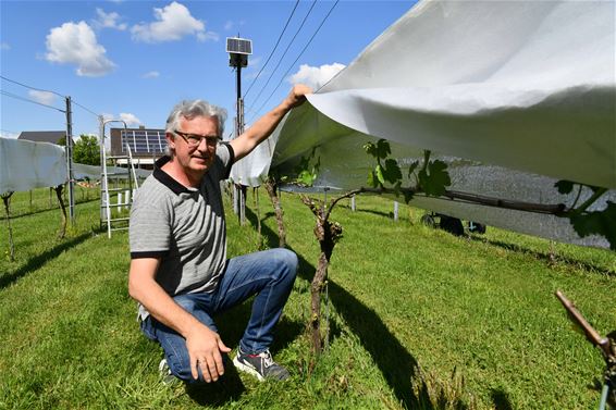 Innovatie als vorstbescherming in wijngaarden - Beringen