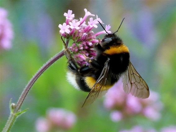 Insecten lenen zich tot mooie foto's - Peer