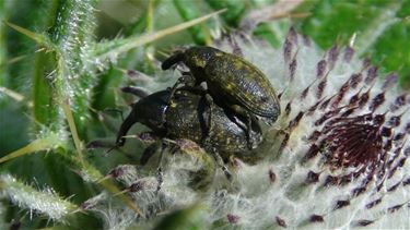 Insecten ontdekken in de Abeek-vallei - Peer