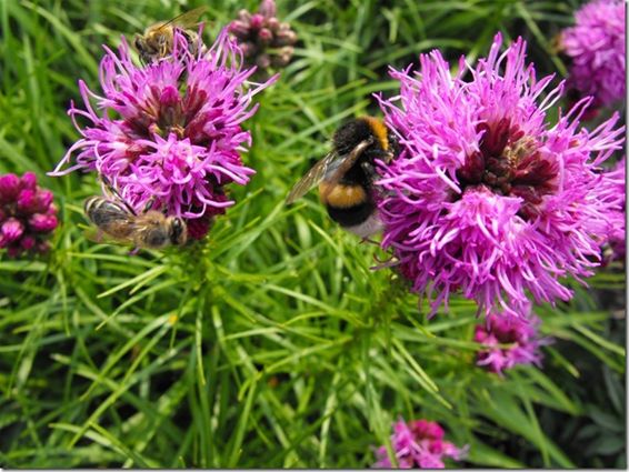 Insecten verzot op Liatris - Hechtel-Eksel