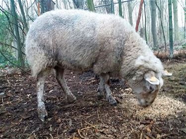 Inspectie neemt verwaarloosde dieren in beslag - Hechtel-Eksel