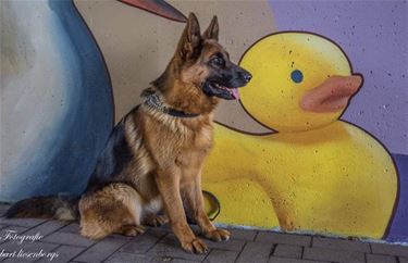 Inzamelactie voor dieren getroffen door watersnood - Beringen