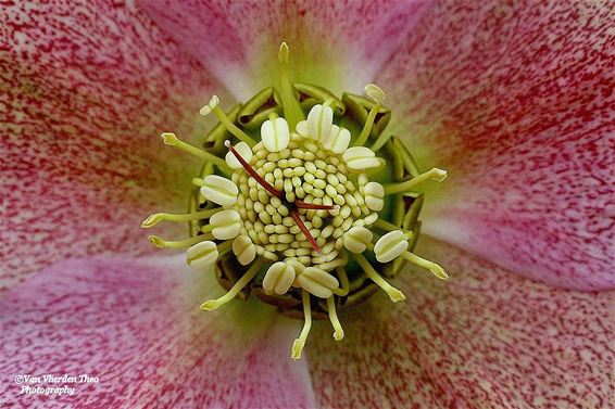 Inzoomen op de Helleborus - Hamont-Achel