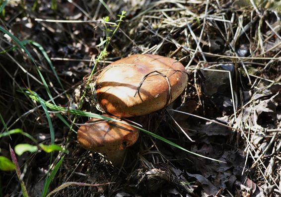 Is de herfst al begonnen? - Neerpelt