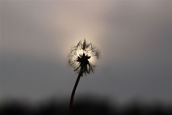 Is het nu paardenbloem... - Pelt