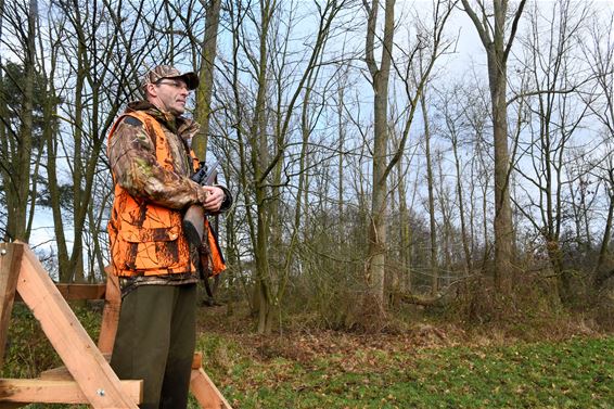 Jacht op everzwijnen wordt opgedreven - Beringen & Leopoldsburg