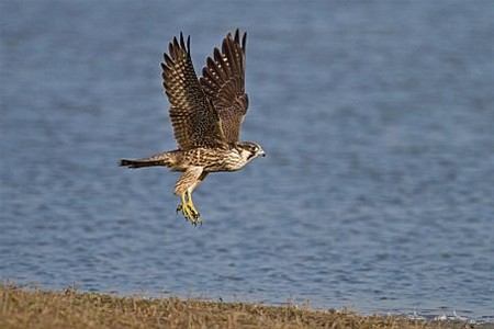 Jans beste natuurfoto's van 2011 - Neerpelt