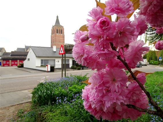 Japanse kerselaar geeft Peer kleur - Peer