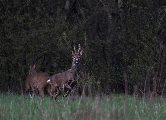 Jasper ziet reeën, reeën zien Jasper - Lommel