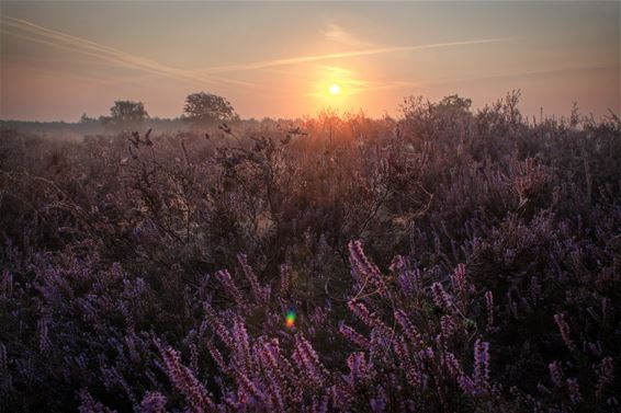 Je kan de heide bijna ruiken - Lommel