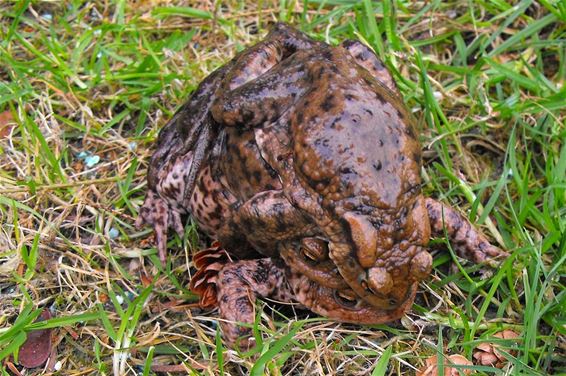 Je zal maar onderaan liggen - Hechtel-Eksel
