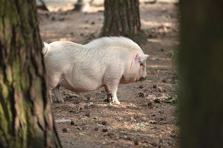 Jefke moet weg - Overpelt