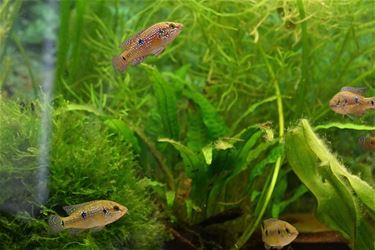Jeugdavond aquariumclub De Zilverhaai - Beringen