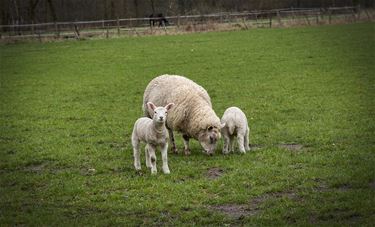 Jong leven in Heide-Heuvel - Lommel