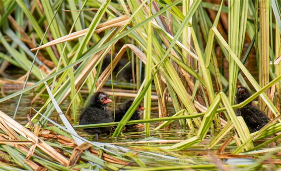 Jong leven in het riet... - Pelt