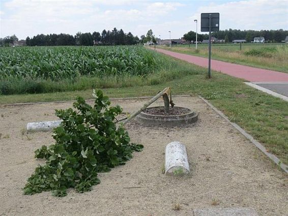 Jonge bomen vernield - Hamont-Achel