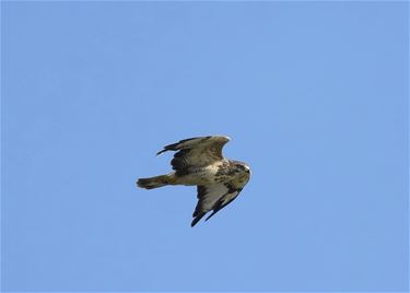 Jonge buizerd - Beringen & Leopoldsburg