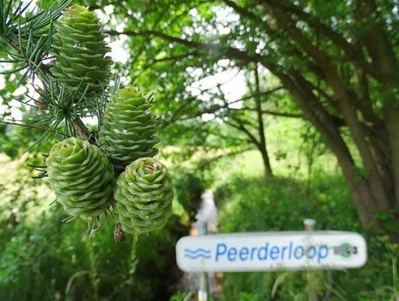 Jonge dennenappeltjes - Peer