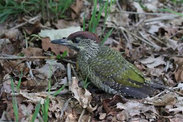 Jonge groene specht in het Hageven - Pelt