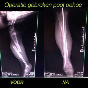 Jonge oehoe geopereerd - Oudsbergen