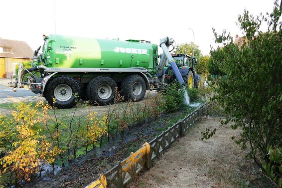 Jonge planten besproeien tegen droogte - Neerpelt