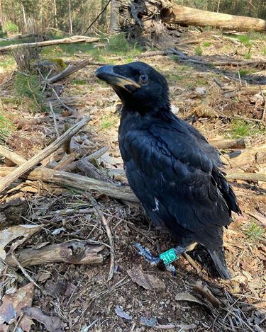 Jonge raven geringd - Hechtel-Eksel