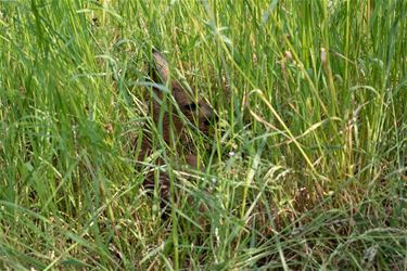 Jonge reeën in het hoge gras