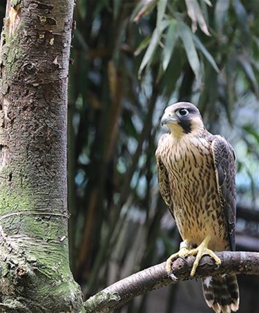 Jonge roofvogels in nesten... - Meeuwen-Gruitrode