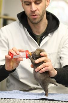 Jonge vosjes in het NHC - Oudsbergen