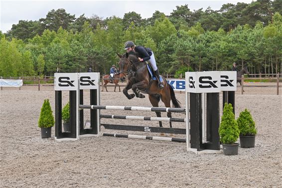 Jumping vierjarige paarden - Lommel